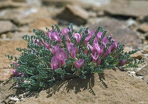 Tincture -Astragalus
