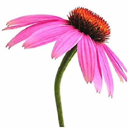 Tincture - Echinacea