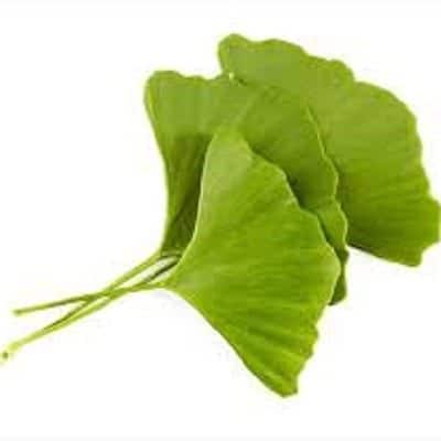 Tincture - Ginkgo Biloba