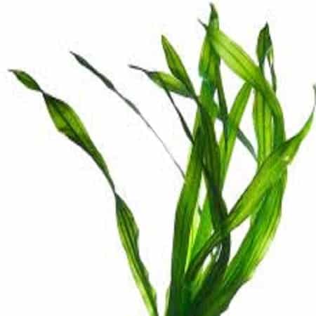 Tincture - Kelp