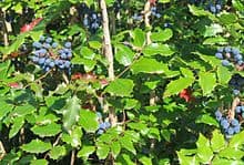 Tincture- Oregon Grape Root